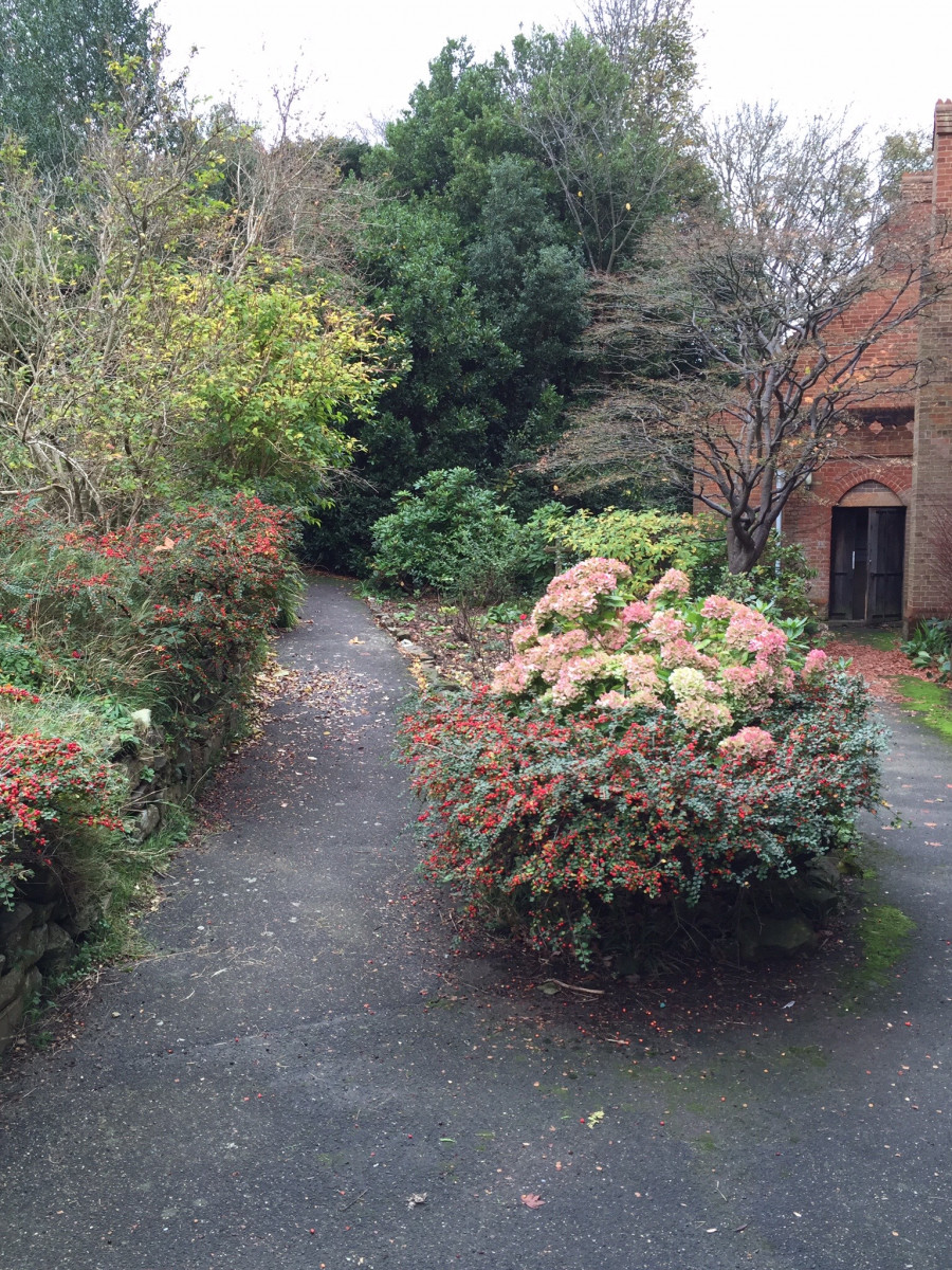 Shrubs and flowers